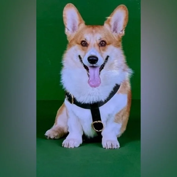 NWB Gucci GG Logo Leather Pet - Dog Black Harness Size L - Picture 11 of 16